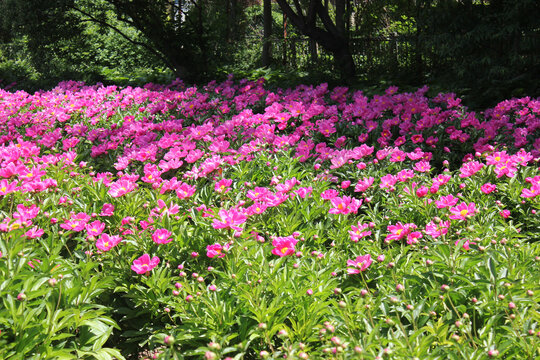 花园花卉粉色芍药