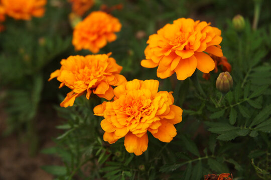 萬壽菊花