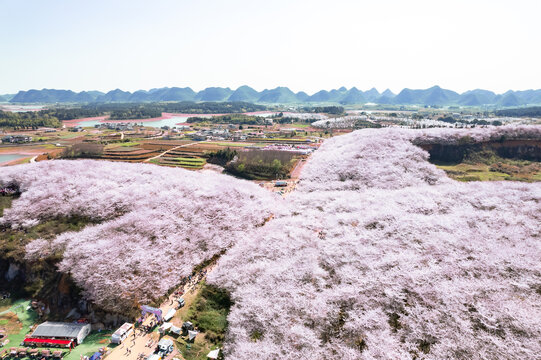 贵州贵安平坝万亩樱花海