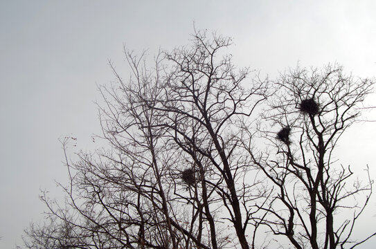 冬季枯树鸟巢