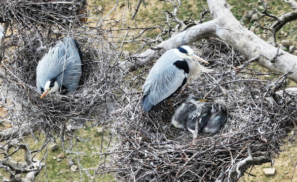 鸟巢中育雏的苍鹭