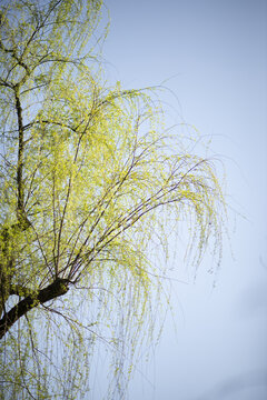 春天阳光下蓝天中的柳树特写微距