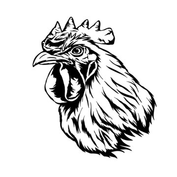 公雞插畫
