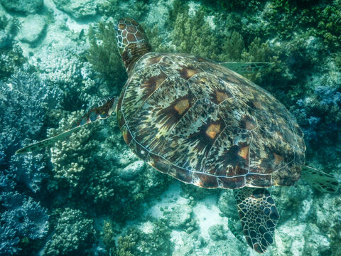 菲律宾薄荷岛巴里卡萨岛海龟