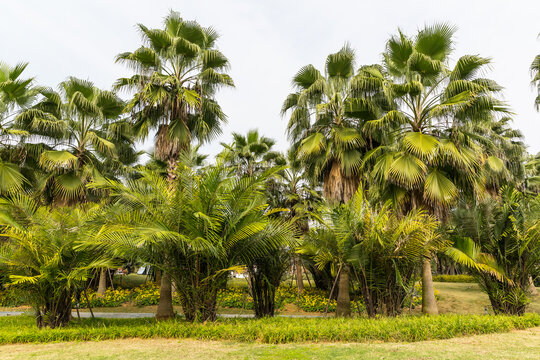 公园草坪榈棕树