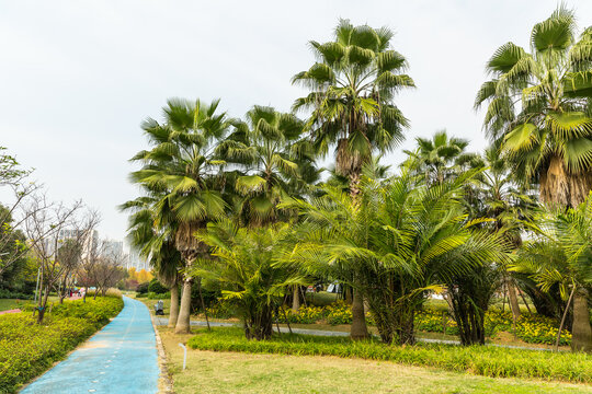 公园草坪榈棕树