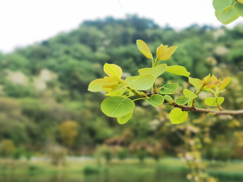 绿树枝