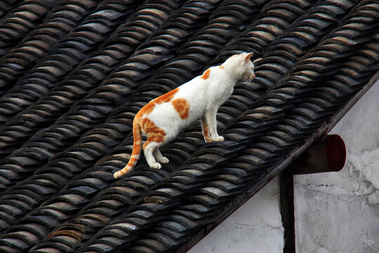 房檐上的猫