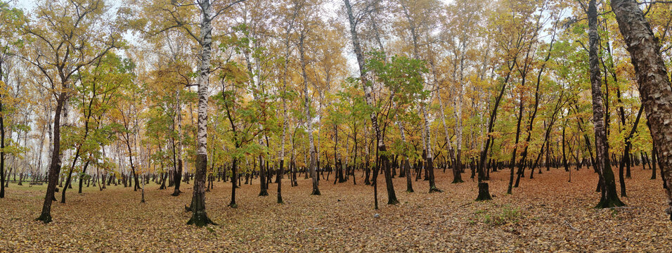巨幅秋色落叶林场