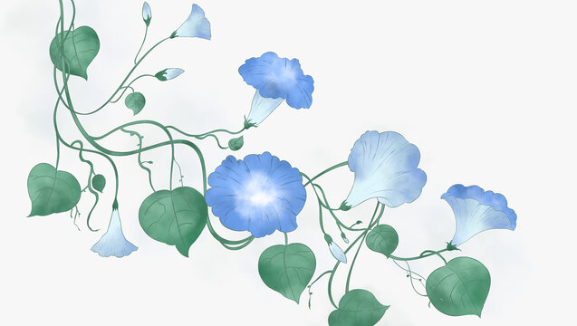 牽牛花