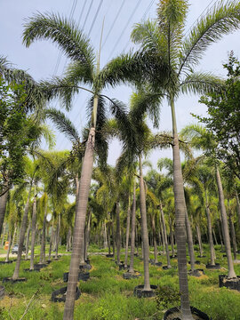 槟榔植物