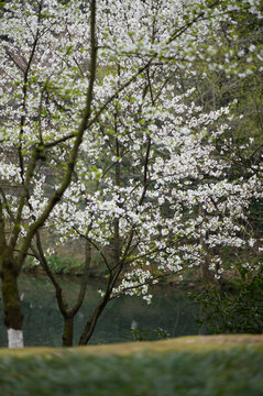 杭州的樱花