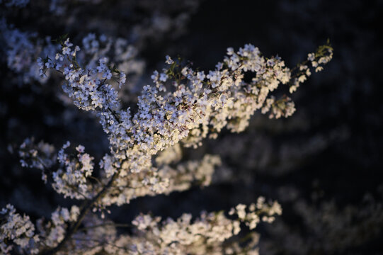 夜晚灯光下白色的日本樱花