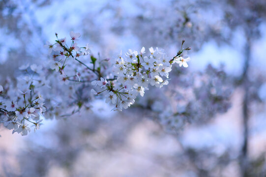 杭州春天蓝天阳光下的樱花