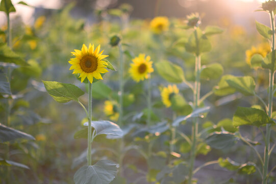 阳光下的向日葵花卉特写