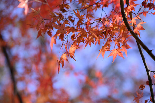 秋天阳光下红色的枫叶