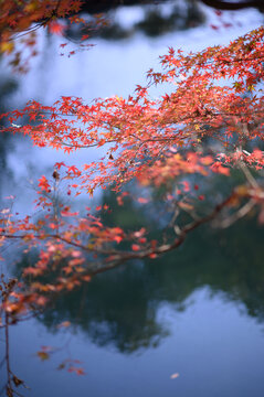 秋天阳光下红色的枫叶