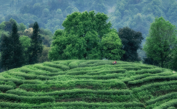 雅安名山茶園風光