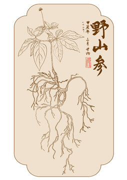 國潮手繪野山參