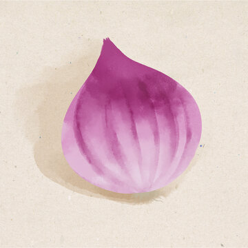 洋蔥水彩插畫蔬菜素材