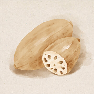 蓮藕水彩插畫蔬菜素材