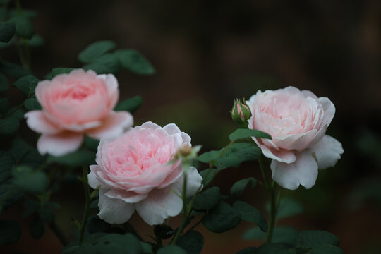 盛开的粉色玫瑰花黑色背景