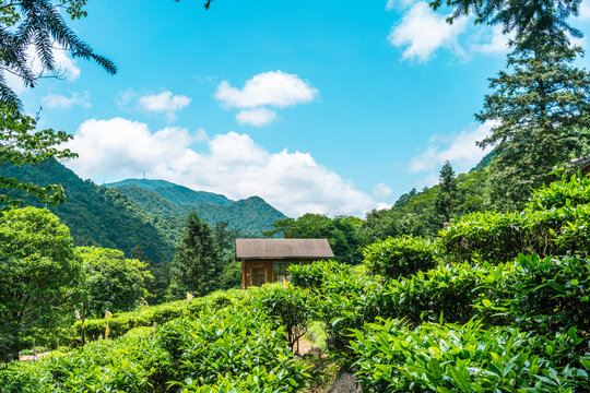 蓝天白云下的茶叶基地生态茶园