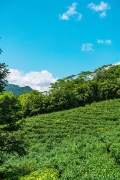 高山茶园绿色山林