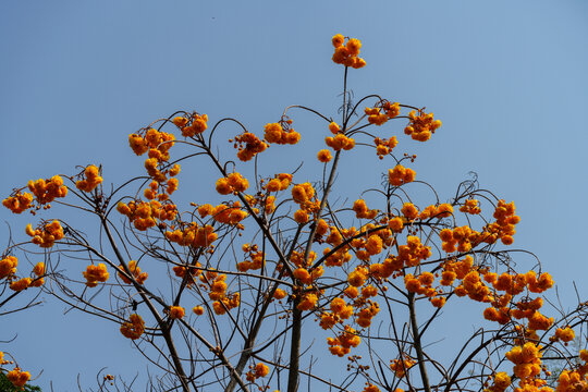 户外盛开的黄钟木花