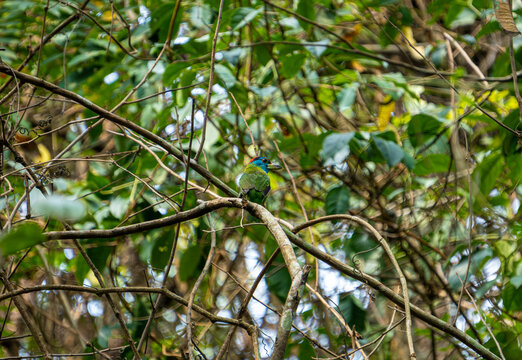 栖息在树上的蓝喉拟啄木鸟