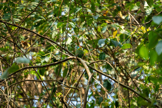 栖息在树上的蓝喉拟啄木鸟