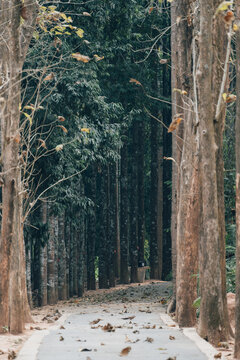 森林中树木旁的空路