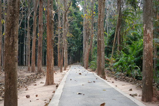 森林中树木旁的空路