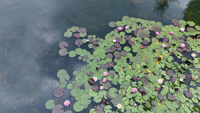 莲花池