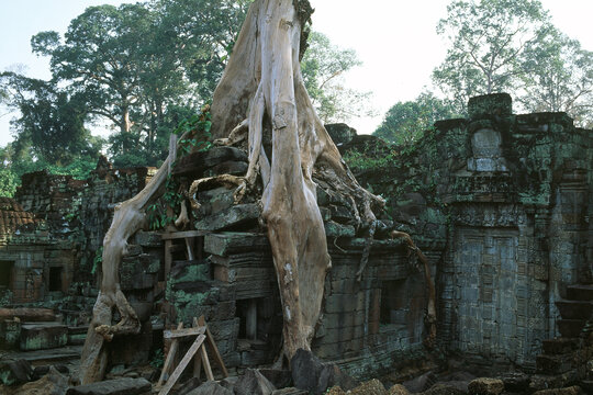 吴哥窟的千年榕树