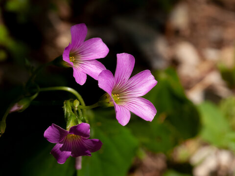 红花酢浆草紫红色的小花朵