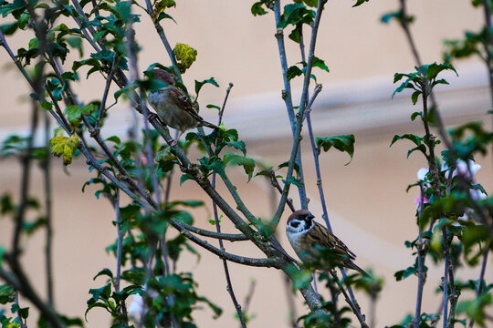 鸟类野外动物麻雀树枝上的小鸟