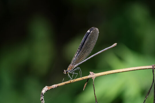 昆虫特写蜻蜓微距自然动物
