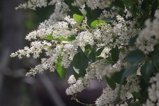 女贞花