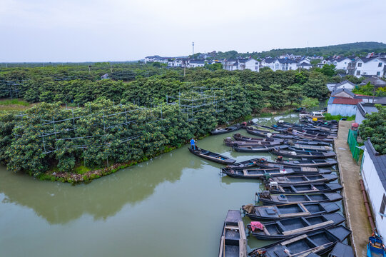 苏州东山枇杷林与小船