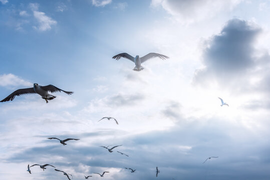 海边天空中飞翔的海鸥