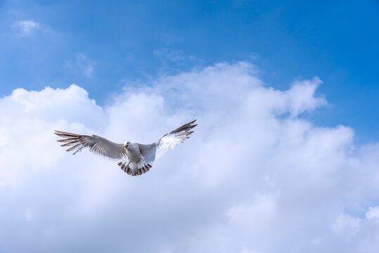 海边天空中飞翔的海鸥