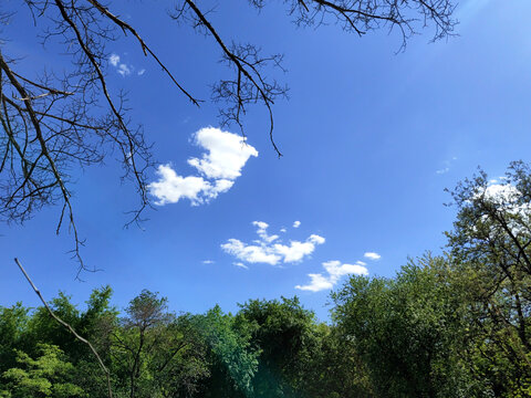 蓝天白云枯枝树林