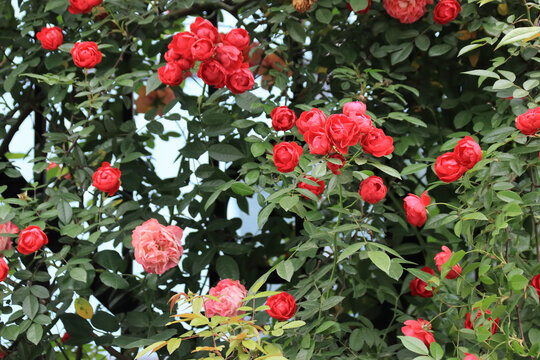 盛开的红色月季花