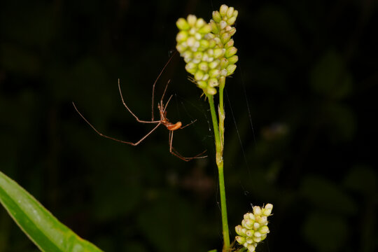 植物上的蜘蛛微距特写镜头