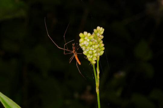 植物上的蜘蛛微距特写镜头