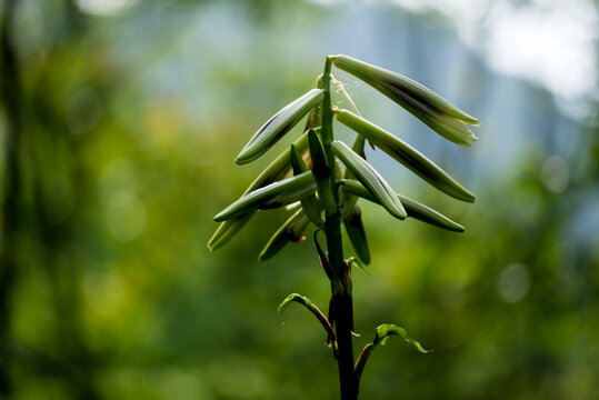 野百合花