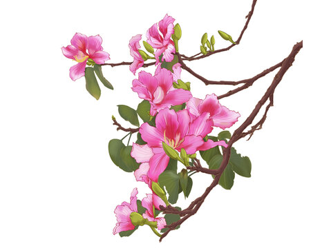 紫荊花插畫(huà)