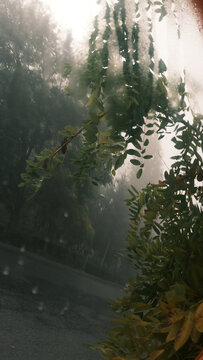 雾天树林雨水阴天镜子摄影作品
