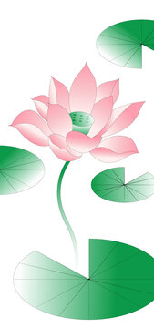 荷葉荷花蓮花蓮蓬花夏天夏季夏至